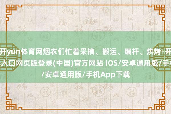 开yun体育网烟农们忙着采摘、搬运、编杆、烘烤-开运app官网入口网页版登录(中国)官方网站 IOS/安卓通用版/手机App下载